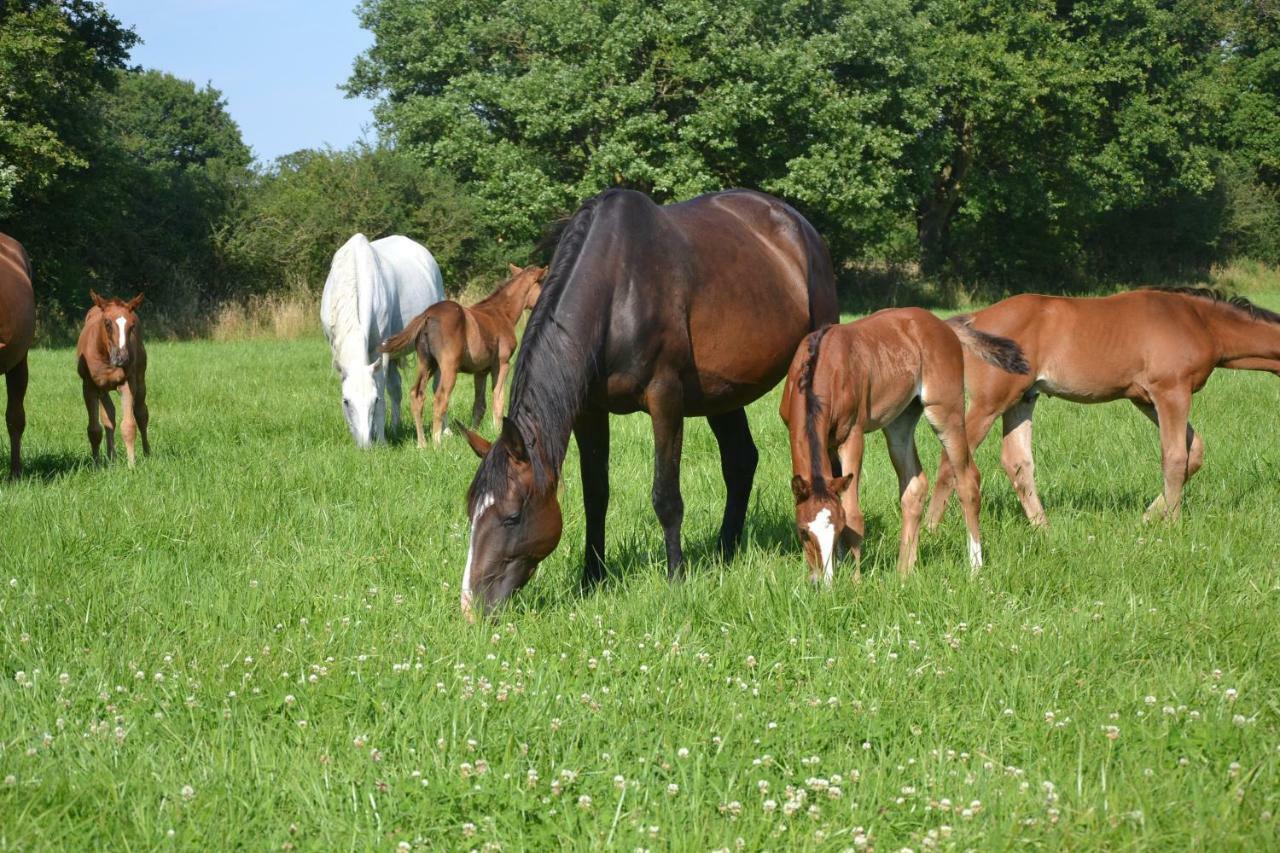 Du Haras Hébergement de vacances